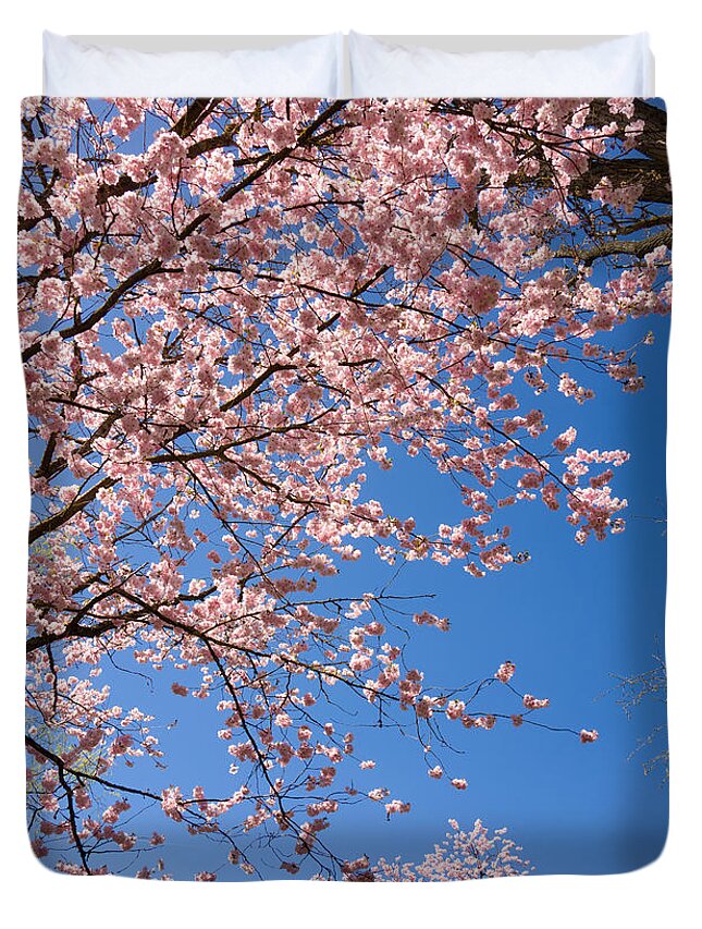 Pink Duvet Cover featuring the photograph Pink trees in full bloom in spring by Matthias Hauser