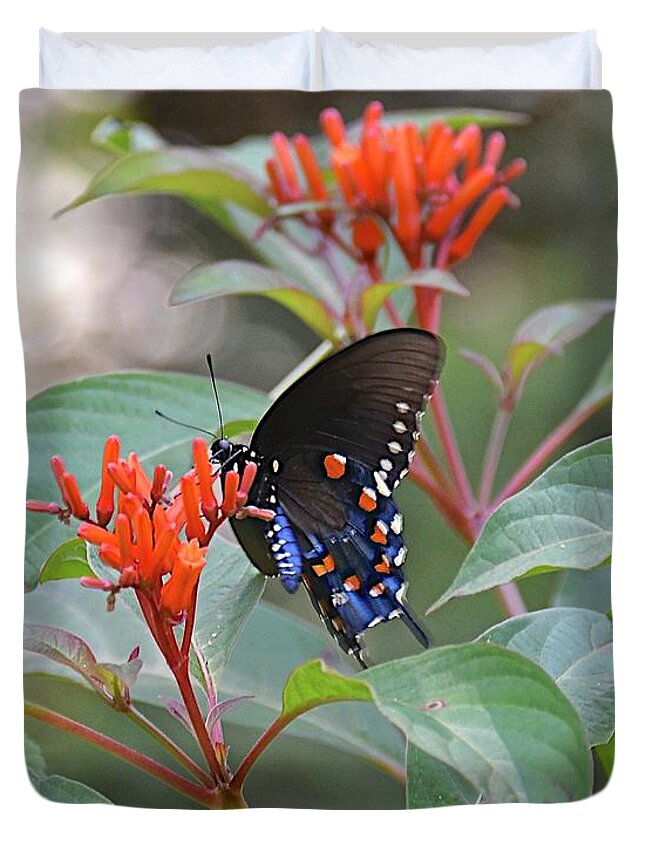 Garden Duvet Cover featuring the photograph Pipevine Swallowtail Butterfly on Firebush by Carol Bradley