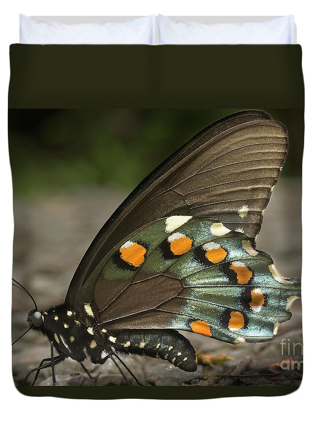 Butterfly Duvet Cover featuring the photograph Pipevine Swallowtail by Mike Eingle