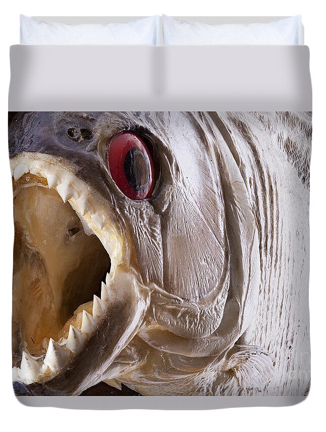 Piranha Duvet Cover featuring the photograph Piranha fish close up by Simon Bratt