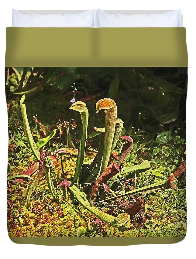 Pitcher Plants Duvet Cover featuring the photograph Pitcher Plants in the Woods by David Frederick