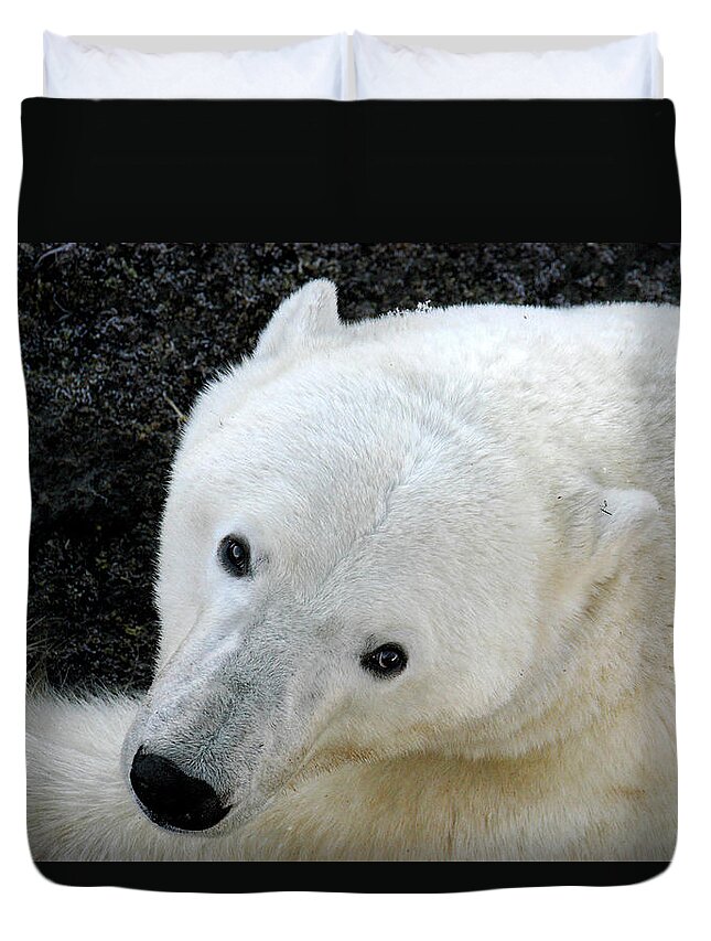 Polar Duvet Cover featuring the photograph Polar Bear Face by Ted Keller