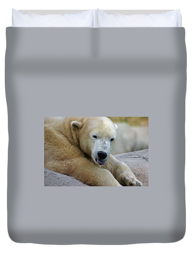Zoo Duvet Cover featuring the photograph Polar Bear Waking by David Rucker