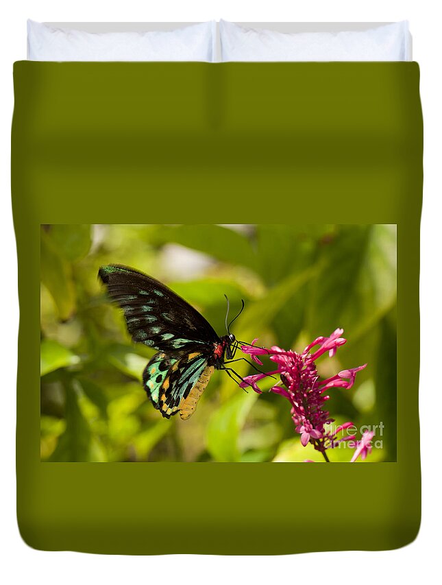 Bug Duvet Cover featuring the photograph Pollination - Common Birdwing Butterfly by Anthony Totah