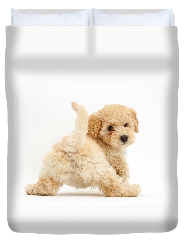 Poochon Puppy Duvet Cover featuring the photograph Poochon Puppy by Mark Taylor