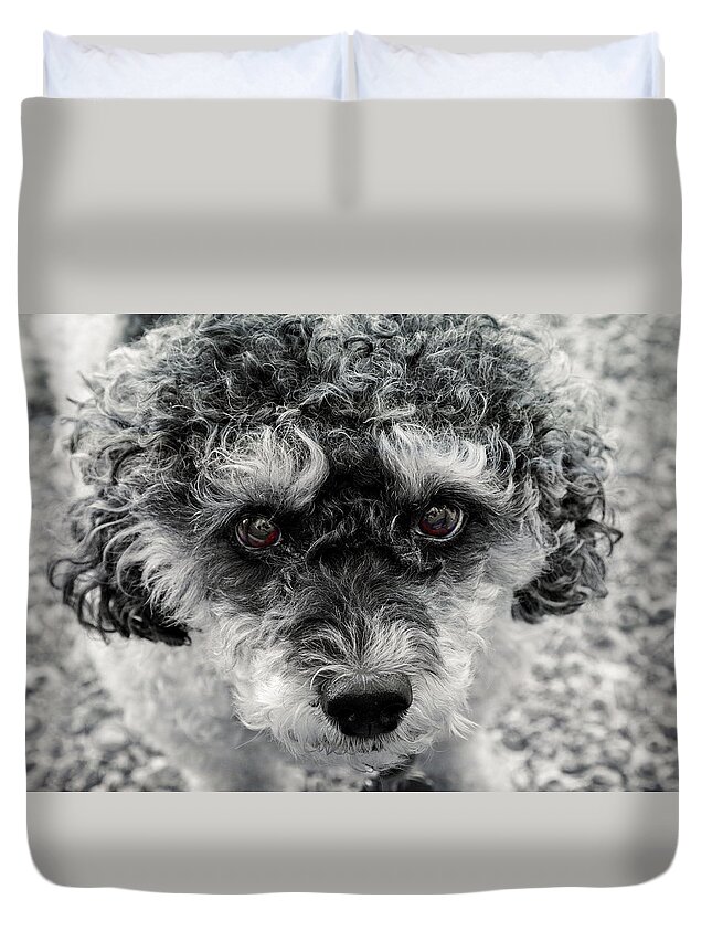 Pet Duvet Cover featuring the photograph Poodle Eyes by Keith Armstrong
