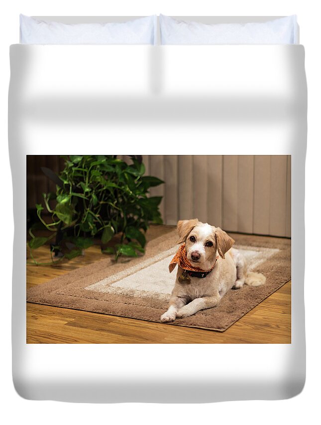 Dog Duvet Cover featuring the photograph Portrait of a Dog by Ed Clark