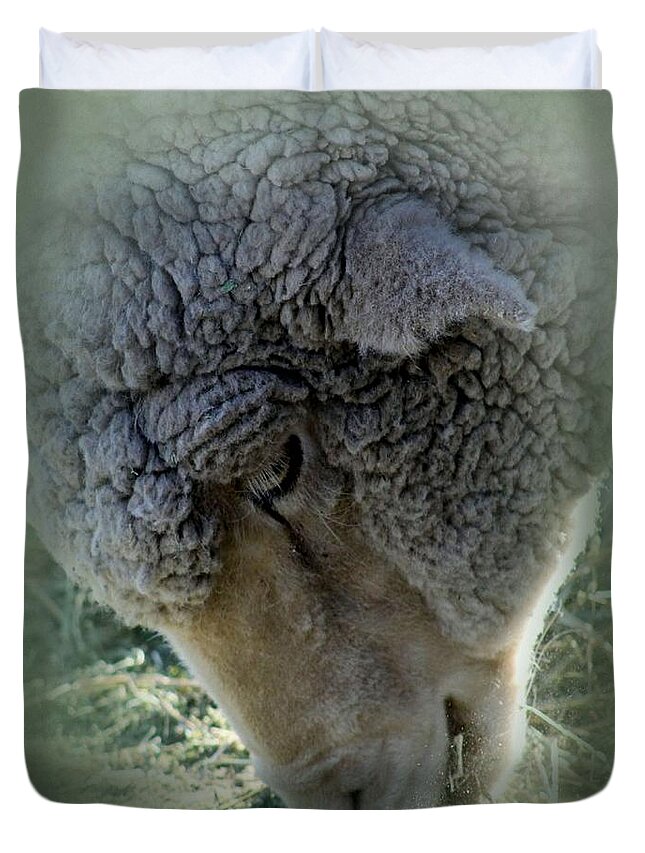 Farm Animals Duvet Cover featuring the photograph Portrait Of A Sheep by Gayle Berry