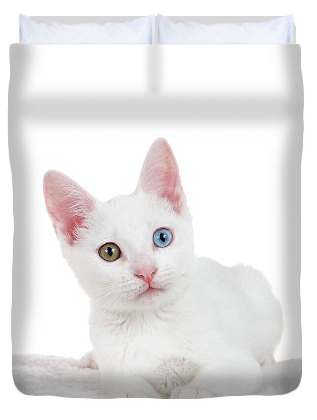 Heterochromia Cat For Sale