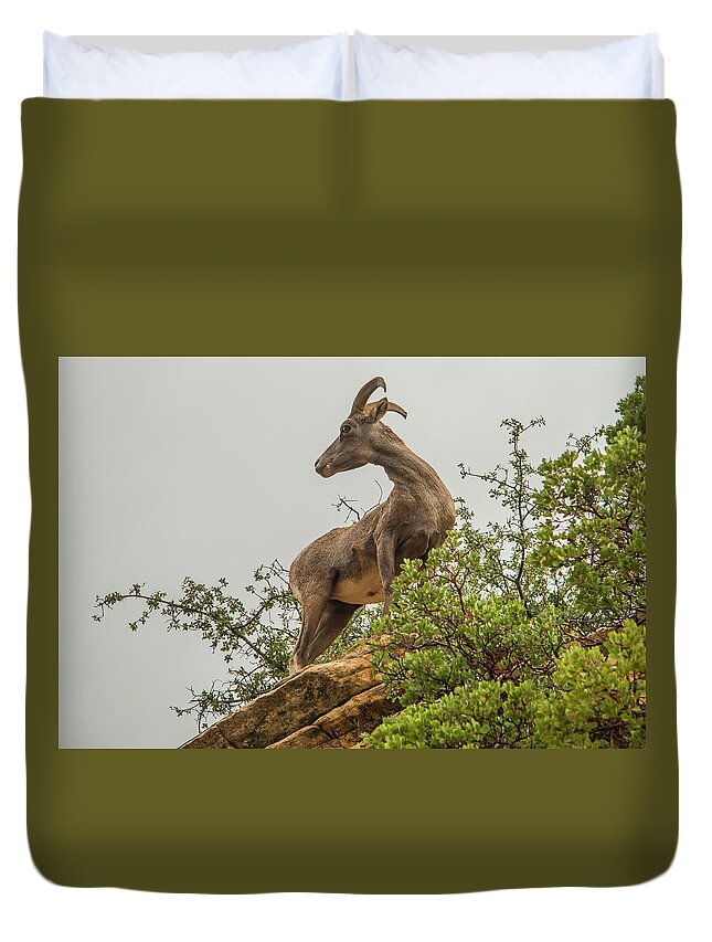 National Park Duvet Cover featuring the photograph Posing for the Camera by Doug Scrima
