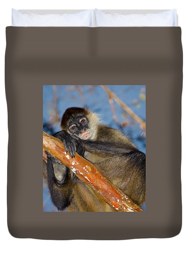 Animals Duvet Cover featuring the photograph Posing Spider Monkey by Rikk Flohr