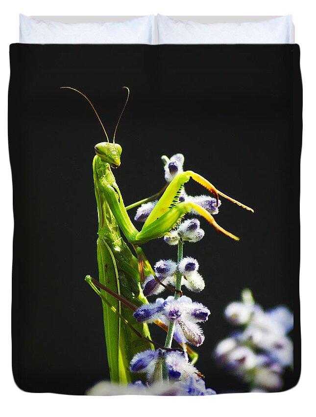 Praying Mantis Duvet Cover featuring the photograph Praying Mantis on Flower by Christina Rollo
