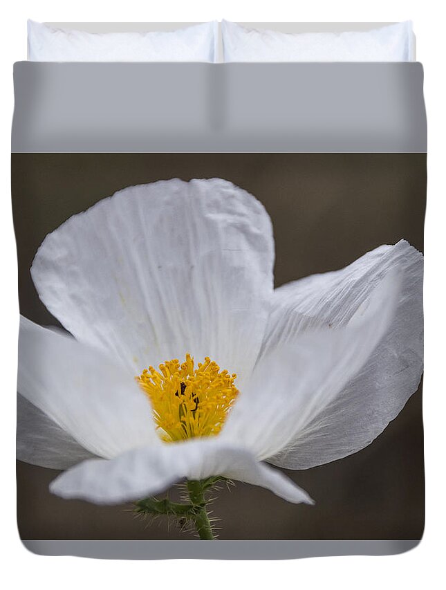 Prickly Poppy Duvet Cover featuring the photograph Prickly Poppy by Laura Pratt