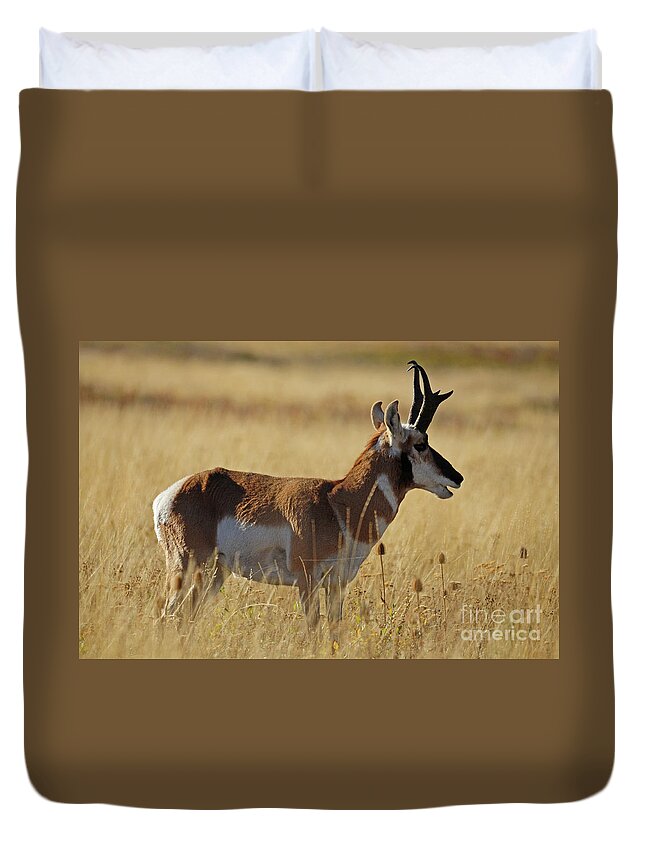 Pronghorn Duvet Cover featuring the photograph Pronghorn Antelope by Cindy Murphy - NightVisions