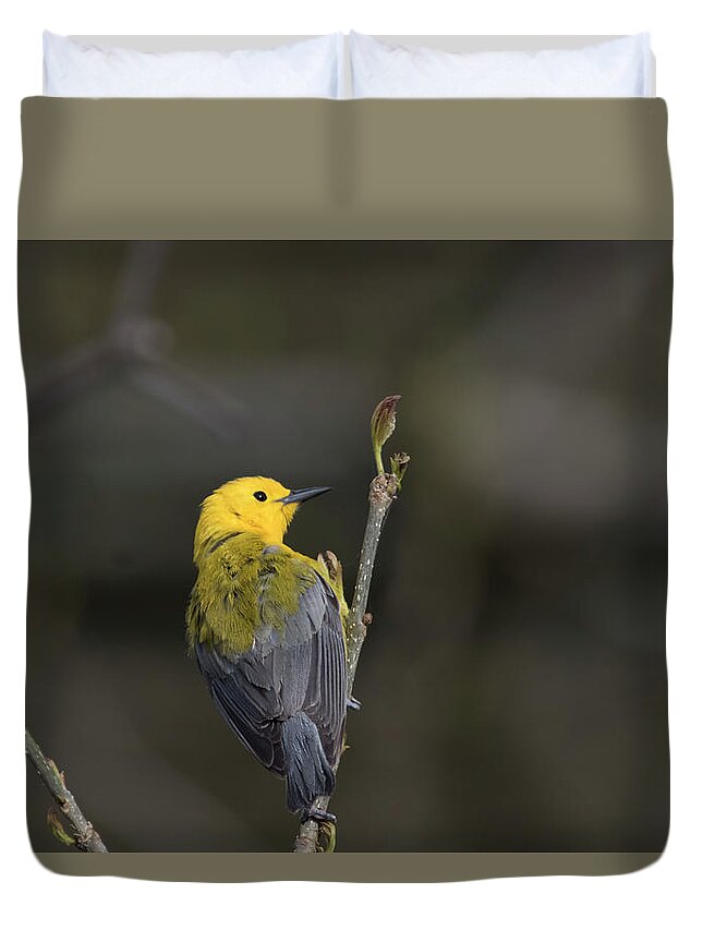 Canada Duvet Cover featuring the photograph Prothonotary Warbler 6 by Gary Hall
