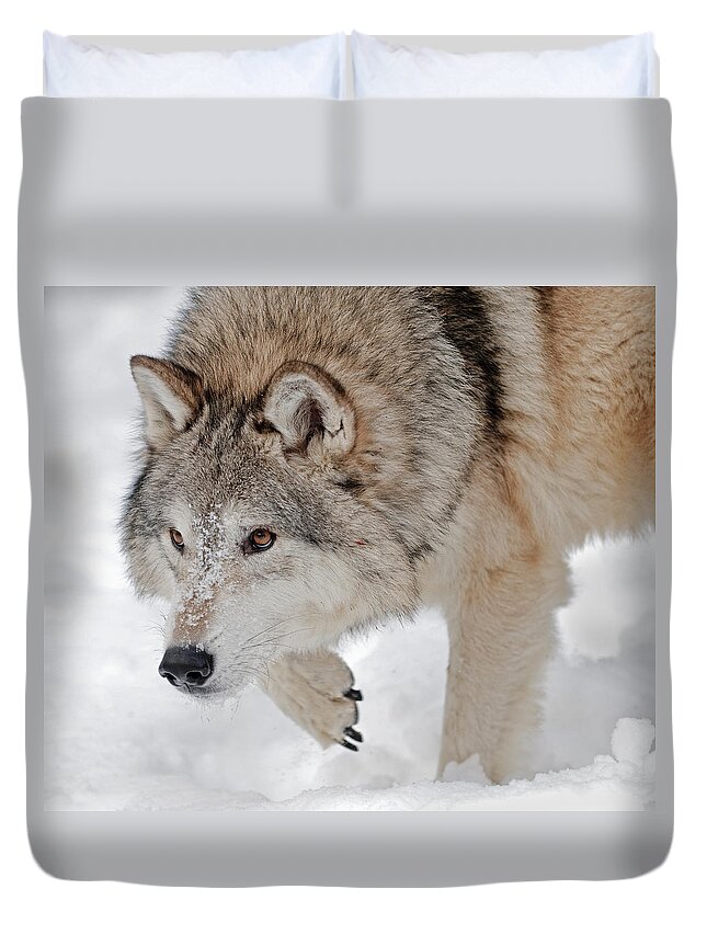 Wolf Duvet Cover featuring the photograph Prowling Wolf by Scott Read