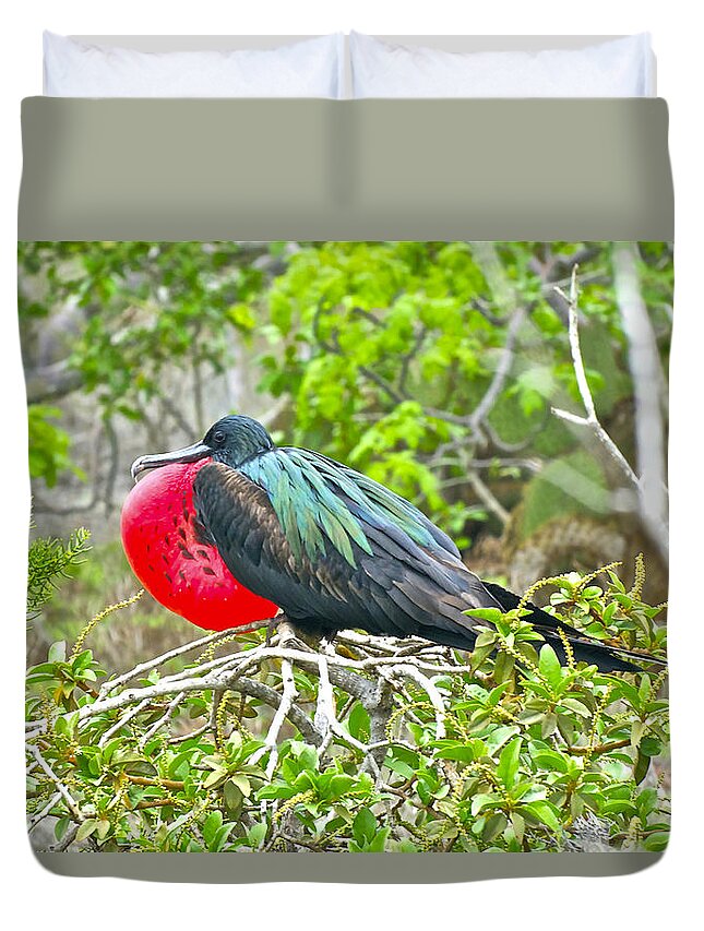 Frigate Bird Duvet Cover featuring the photograph Puffing Up When Courting by Don Mercer