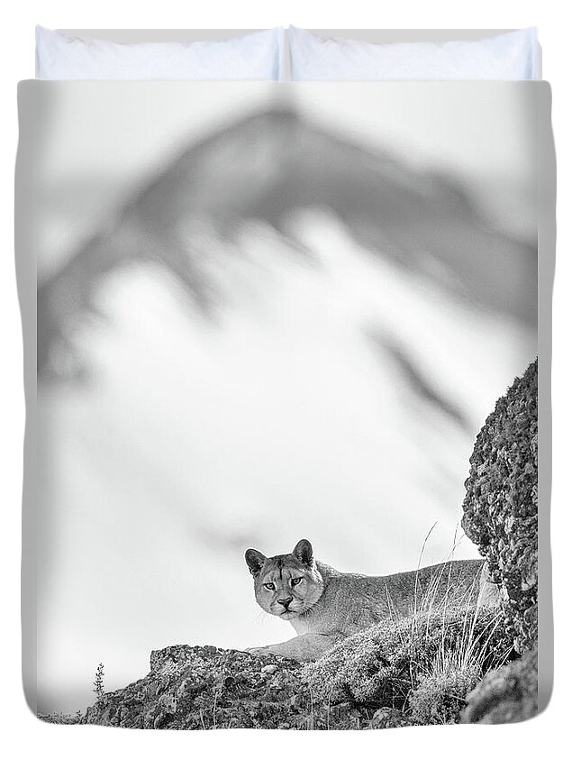 Puma Duvet Cover featuring the photograph Puma Peak by Max Waugh