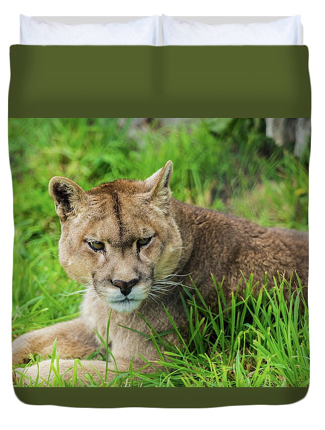Wildlife Duvet Cover featuring the photograph Puma by Robert Bolla