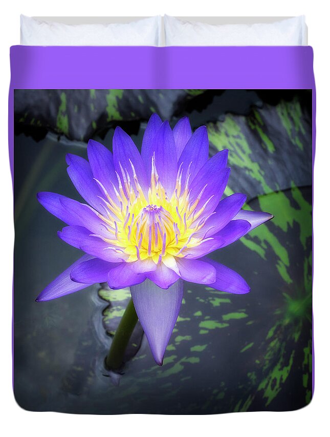 Aquatic Duvet Cover featuring the photograph Waterlily is a popular aquatic plant. by Usha Peddamatham