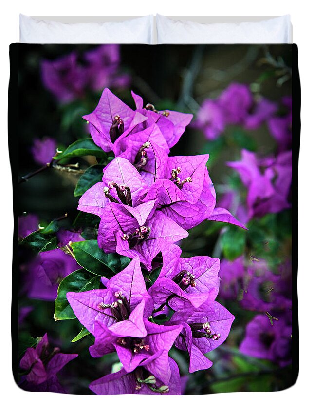 Bougainvillea Duvet Cover featuring the photograph Purple Bougainvillea by Robert Bales