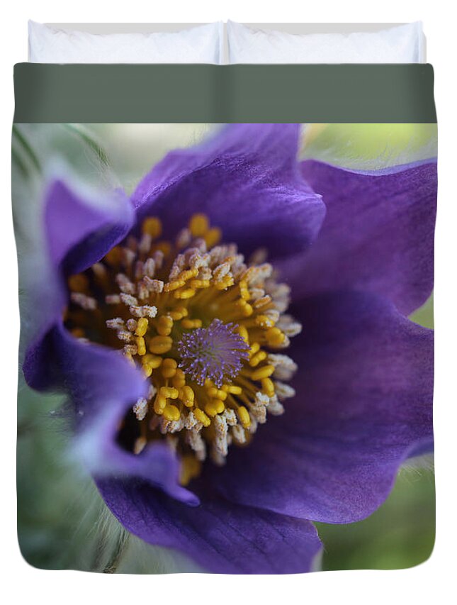 Pasqueflower Duvet Cover featuring the photograph Purple Fleece by Connie Handscomb