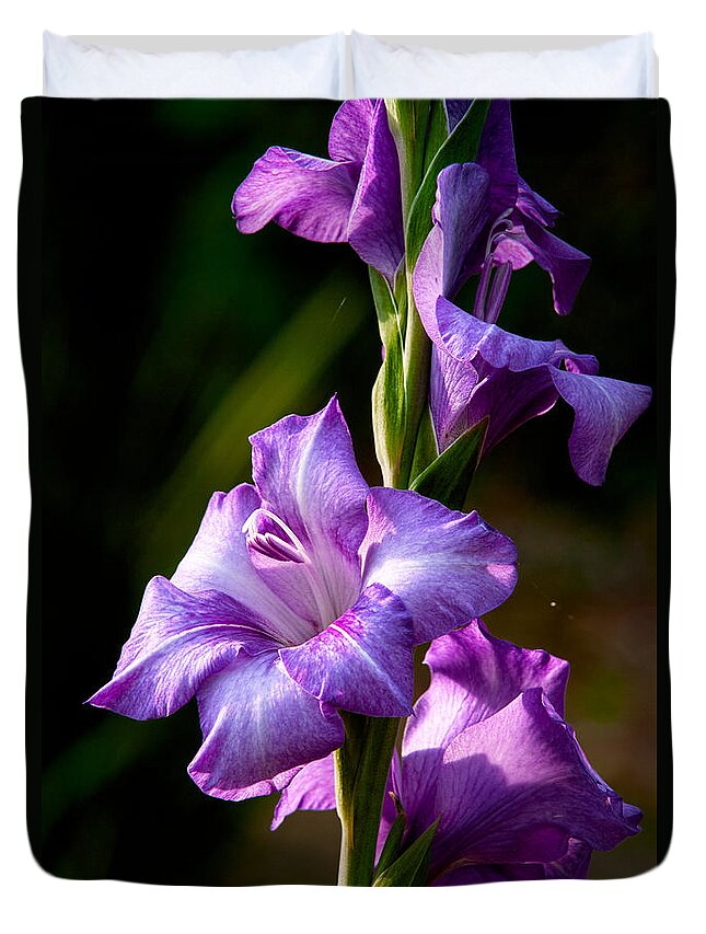 Gladiolas Duvet Cover featuring the photograph Purple Glads by Christopher Holmes