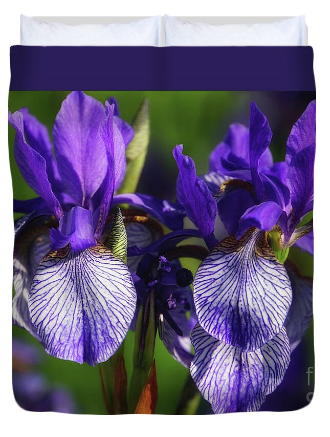 Purple Iris Doubled Duvet Cover featuring the photograph Purple Iris Doubled by Rachel Cohen