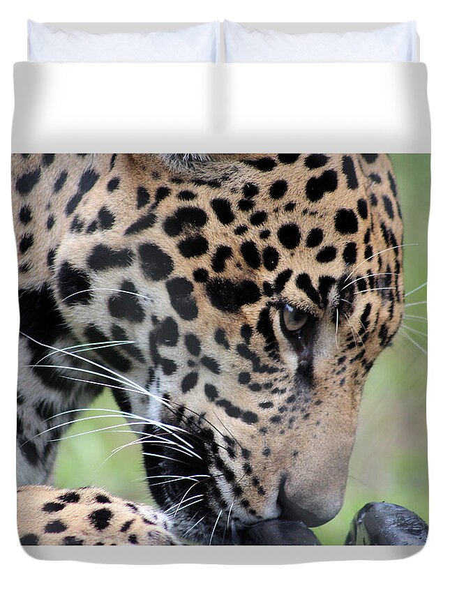 Jaguar Duvet Cover featuring the photograph Jaguar and Toy by DB Hayes