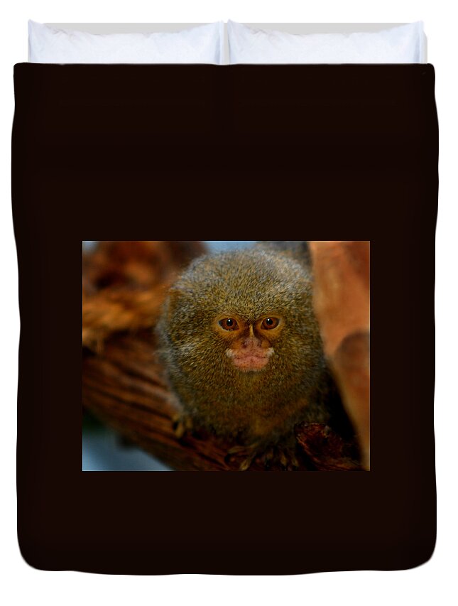Pygmy Marmoset Duvet Cover featuring the photograph Pygmy Marmoset by Anthony Jones