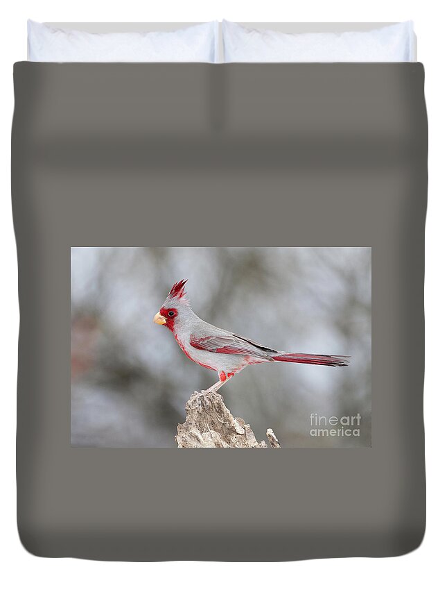 Pyrrhuloxia Duvet Cover featuring the photograph Male Pyrrhuloxia posing by Bryan Keil