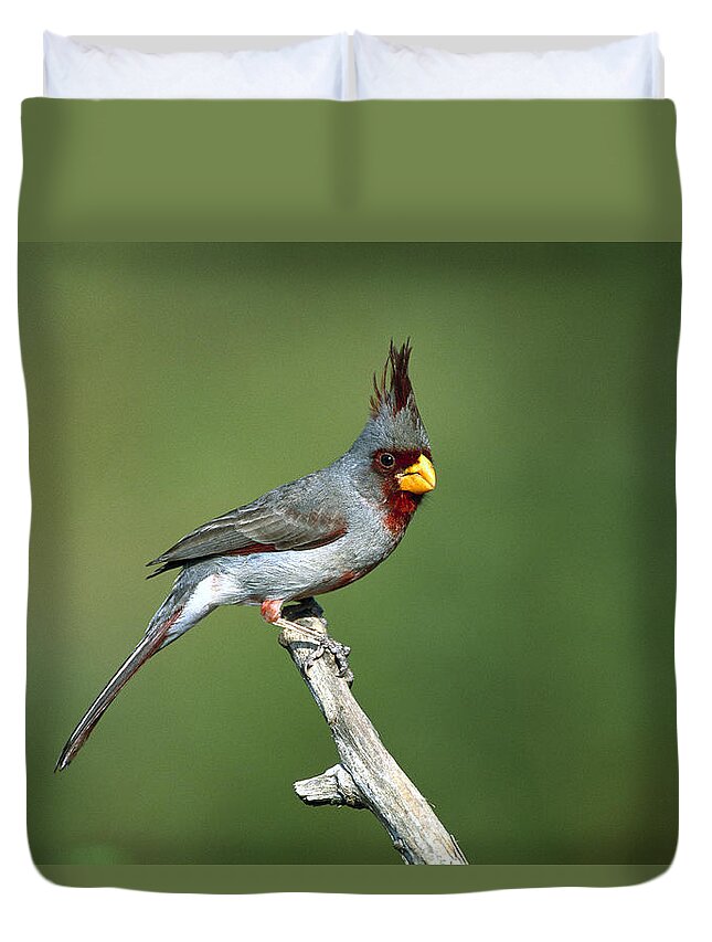Mp Duvet Cover featuring the photograph Pyrrhuloxia Perching by Tom Vezo