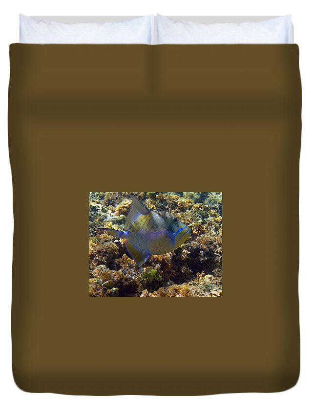  Duvet Cover featuring the photograph Queen Triggerfish by Li Newton
