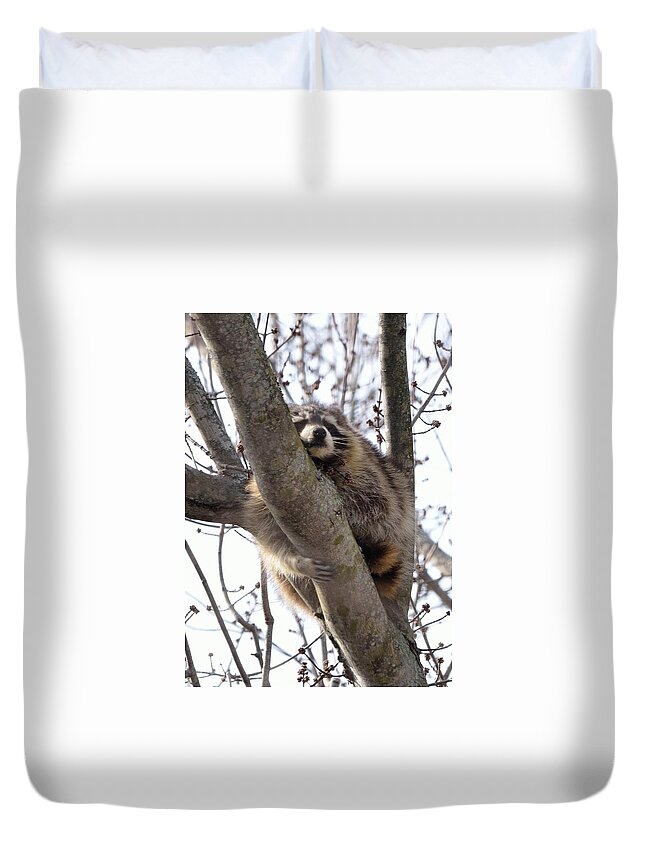 Raccoon Duvet Cover featuring the photograph Afternoon Nap-Raccoon up a Tree by David Porteus