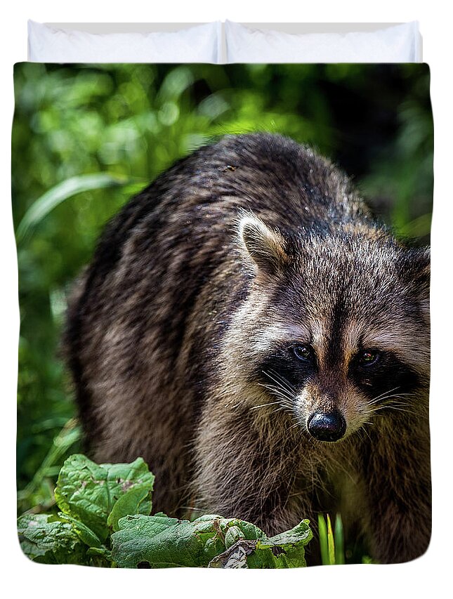 Racoon Duvet Cover featuring the photograph Racoon by Paul Freidlund