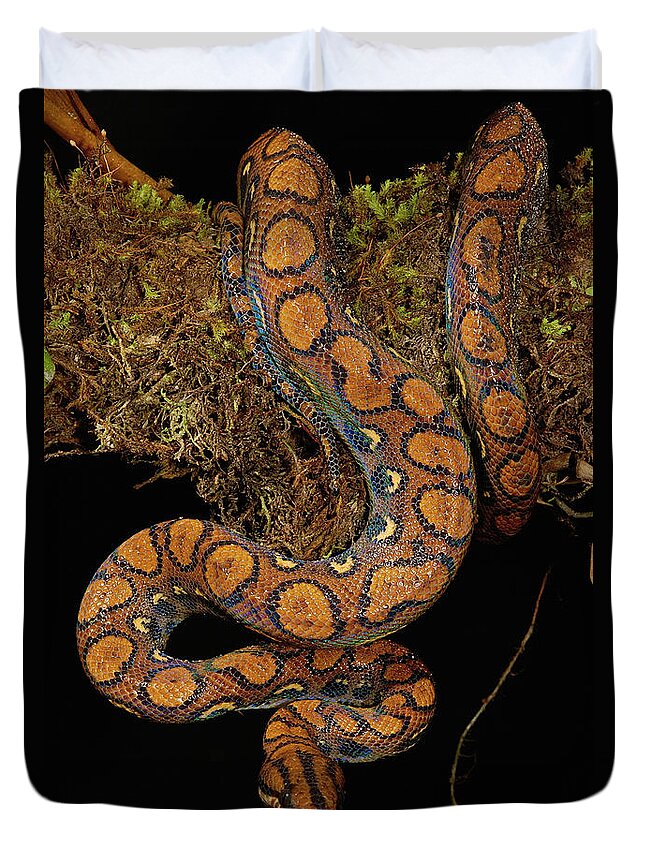 Mp Duvet Cover featuring the photograph Rainbow Boa Epicrates Cenchria Cenchria by Pete Oxford