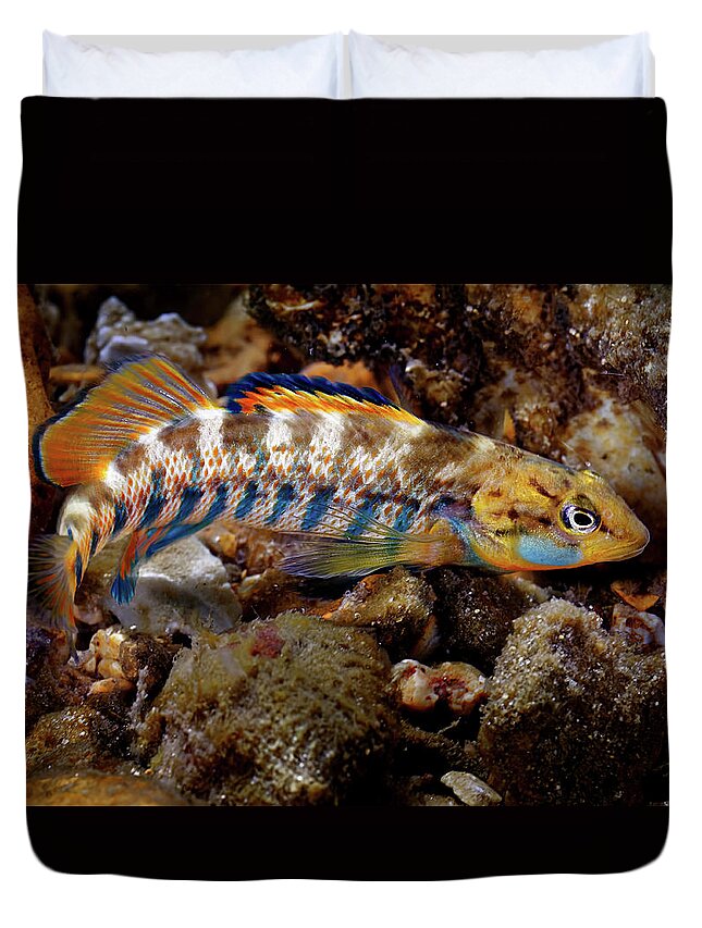 2016 Duvet Cover featuring the photograph Rainbow Darter by Robert Charity
