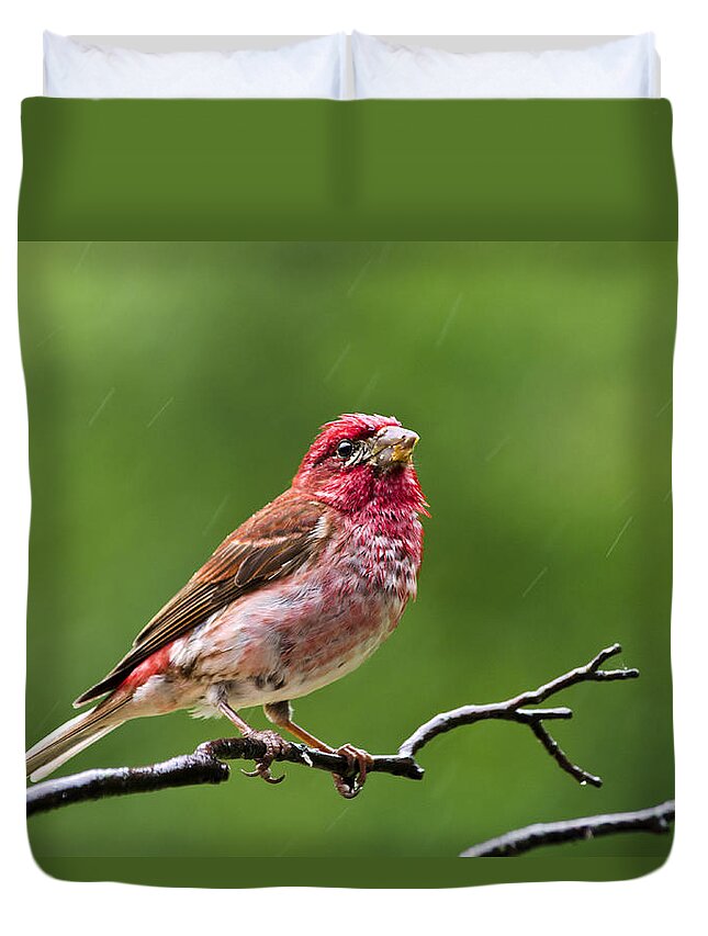 Bird Duvet Cover featuring the photograph Male Purple Finch by Christina Rollo