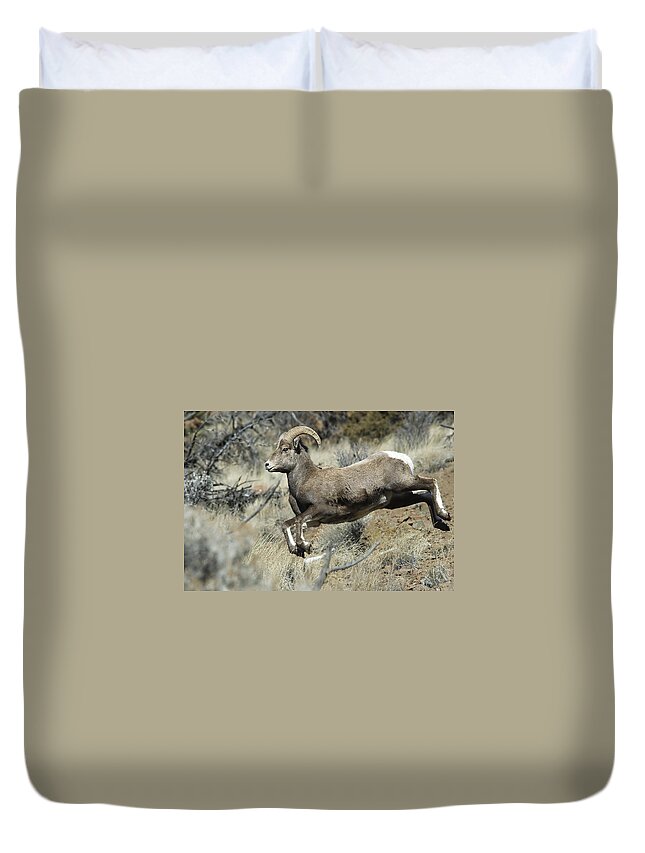 Ram Duvet Cover featuring the photograph Ram In A Hurry by Gary Beeler