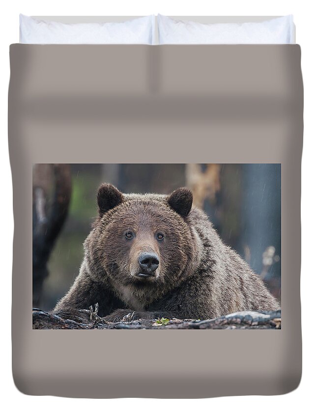 Mark Miller Photos Duvet Cover featuring the photograph Raw, Rugged and Wild- Grizzly by Mark Miller