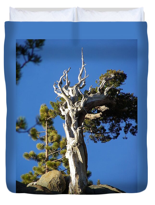 Tree Duvet Cover featuring the photograph Reaching up by Simply Summery