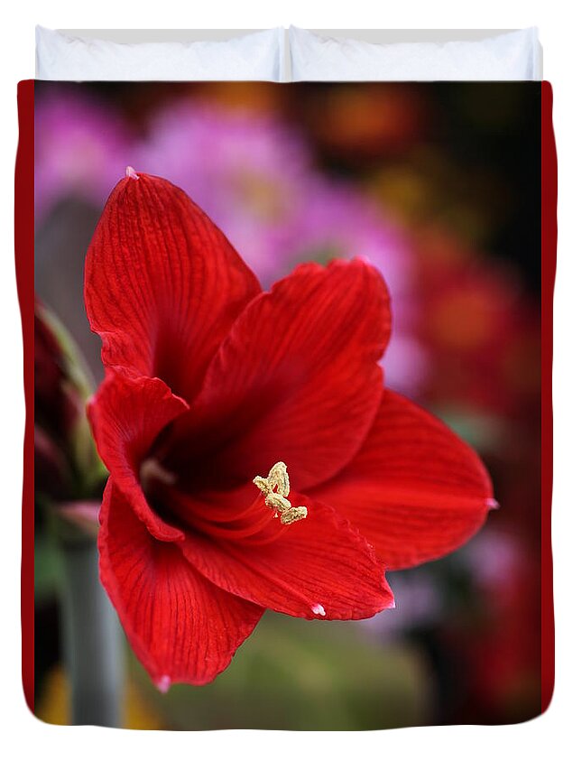 Amaryllis Duvet Cover featuring the photograph Red Amaryllis by Tammy Pool