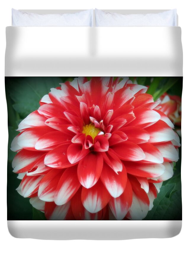 Red And White Dahlia Duvet Cover For Sale By Kay Novy