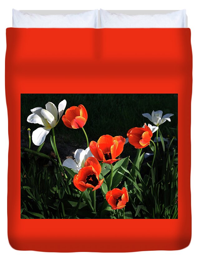 Garden Duvet Cover featuring the photograph Red and White Tulips by Kathleen Stephens