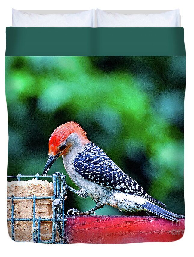 Nature Duvet Cover featuring the photograph Red Bellied Woodpecker Feeding by DB Hayes
