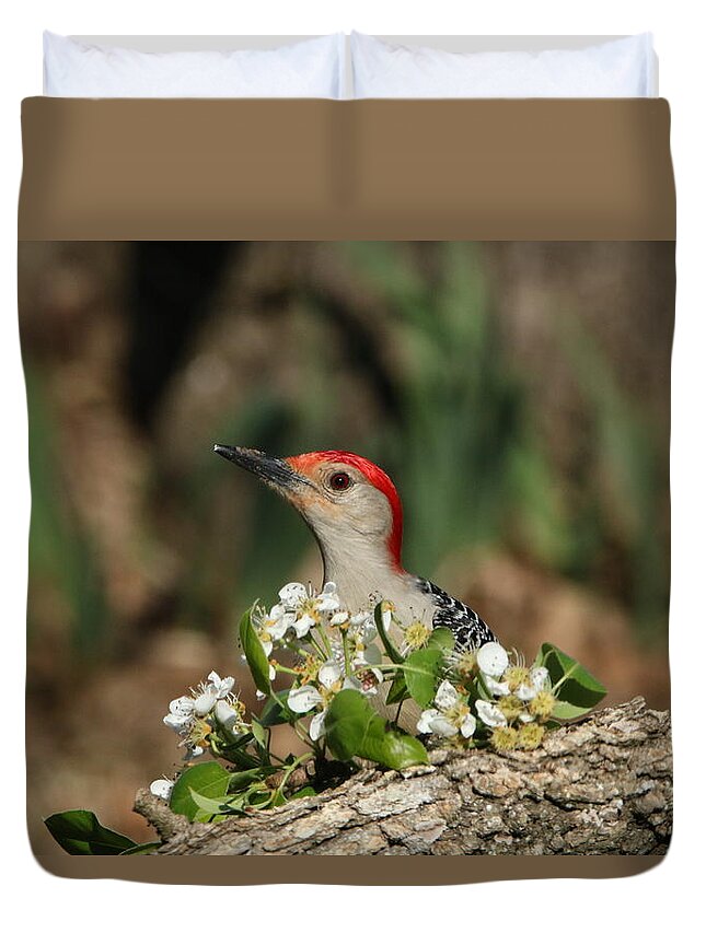 Nature Duvet Cover featuring the photograph Red-bellied Woodpecker in Spring by Sheila Brown