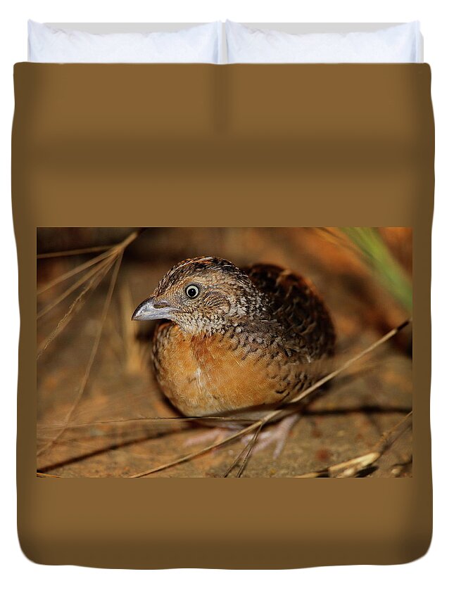 Red-chested Button-quail Duvet Cover featuring the photograph Red-chested Button-quail by Bruce J Robinson