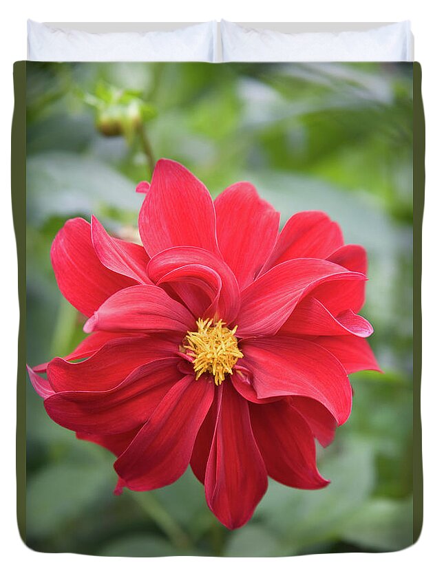 Open Centered Duvet Cover featuring the photograph Red Dahlia-2 by Diane Macdonald