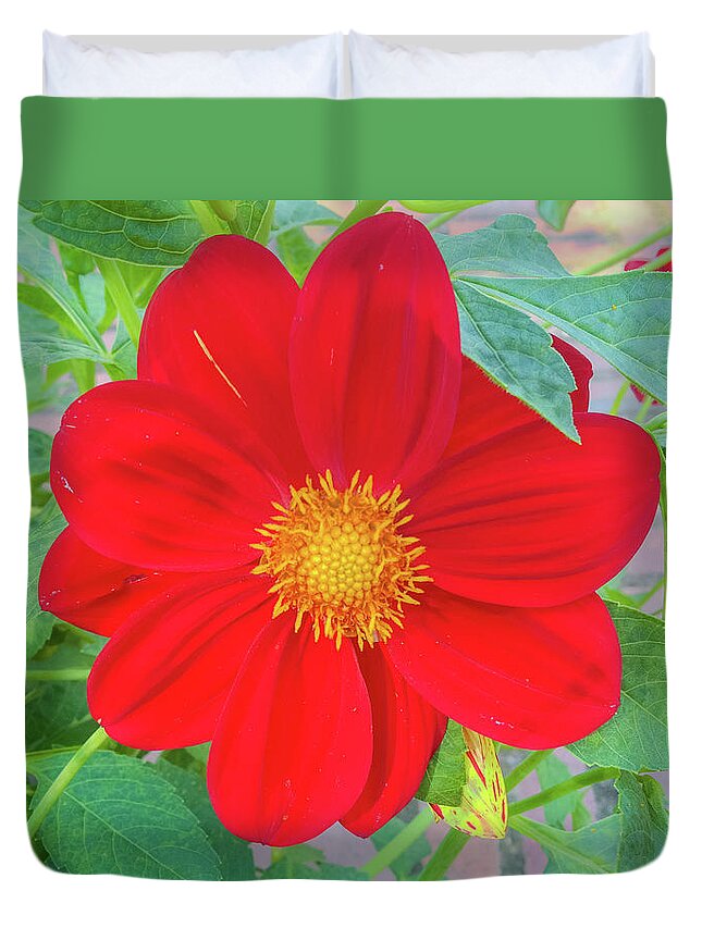 Dahlia Flower Duvet Cover featuring the photograph Red Dahlia by Cesar Vieira