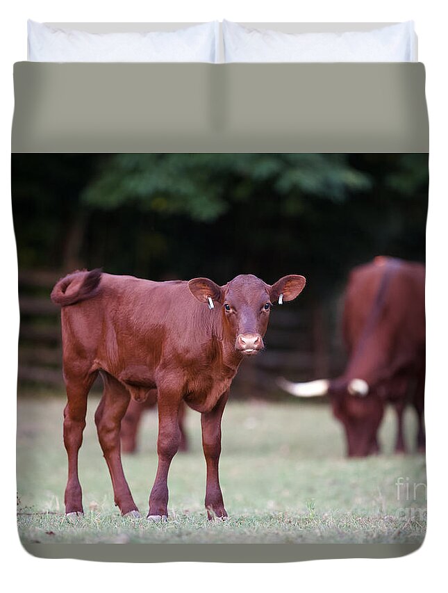 Colonial Williamsburg Duvet Cover featuring the photograph Red Devon Calf by Lara Morrison